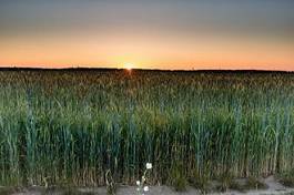 Obraz na płótnie pszenica pejzaż niebo pole