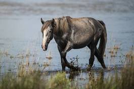 Obraz na płótnie dziki dziki koń koń camargue 