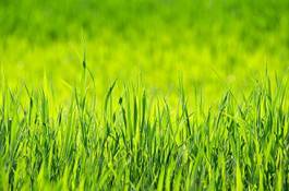 Plakat świeży trawa ogród łąka