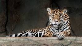 Plakat jaguar ssak kot