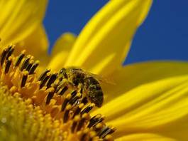 Naklejka zdrowy pyłek zdrowie