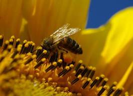 Obraz na płótnie kwiat słonecznik zwierzę pyłek niebo