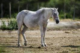 Naklejka natura koń dziki koń camargue