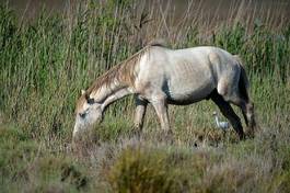 Naklejka natura dziki koń koń camargue