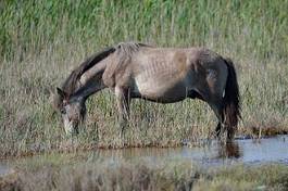 Plakat natura koń dziki koń camargue