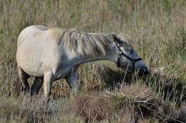 Naklejka dziki koń koń natura camargue 