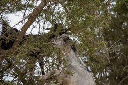 Naklejka pustynia koza zwierzę roślinność