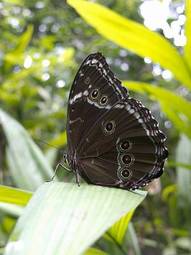 Naklejka pejzaż motyl oko las ameryka południowa