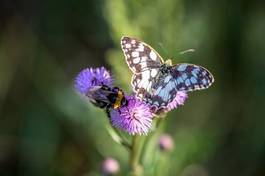 Naklejka natura trawa las fauna motyl