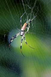 Plakat ogród pająk tropikalny natura zwierzę