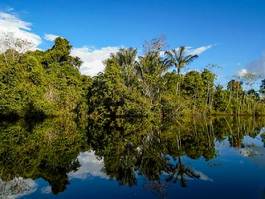 Naklejka woda las brazylia