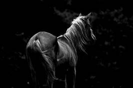 Plakat koń japonia pastwisko zwierzę monochromatyczne