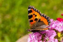Plakat ogród motyl lato zwierzę owad