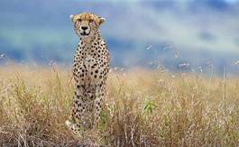 Plakat pejzaż trawa woda ssak gepard