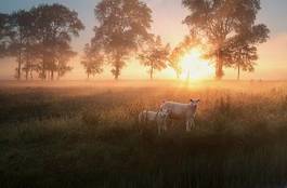 Plakat holandia niebo trawa wieś spokojny