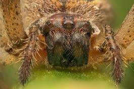 Plakat natura pająk bezdroża europa widok