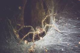 Plakat pająk fauna stary