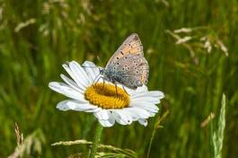 Plakat motyl trawa słońce natura kwiat