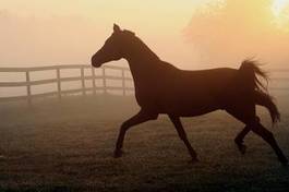 Plakat ssak zwierzę koń mgła ranek
