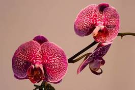 Plakat kwiat piękny egzotyczny roślina orientalne