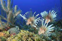Plakat ryba bahamy egzotyczny podwodne