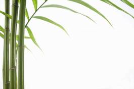Plakat roślina trawa świeży bambus