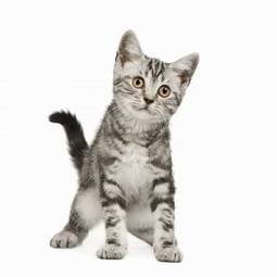 Plakat kociak kot zwierzę oko