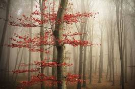 Plakat jesień pejzaż noc góra drzewa