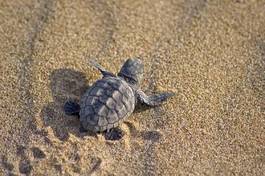 Plakat zwierzę plaża żółw droga