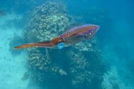 Naklejka morze koral rafa zwierzę kalmar