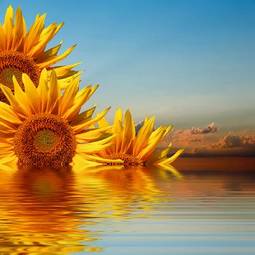 Plakat słonecznik obraz świt słońce