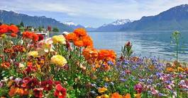 Fotoroleta roślina alpy szwajcaria woda pejzaż
