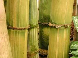 Obraz na płótnie bambus warstwa segment