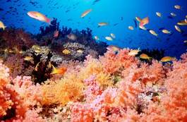 Plakat rafa podwodne malediwy koral ryba