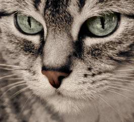 Fotoroleta kocie spojrzenie