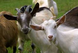 Obraz na płótnie zwierzę koza wiejski ssak