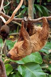 Obraz na płótnie małpa spokojny tropikalny zwierzę