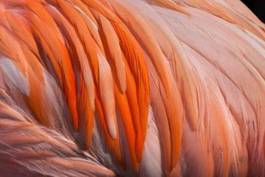 Naklejka pióra flaminga