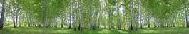 Plakat panoramiczny brzozowy las