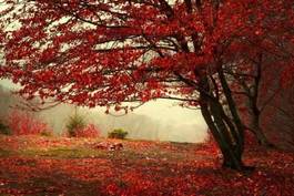 Plakat piękny jesienny las