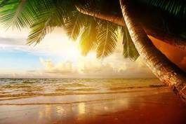 Plakat palma na plaży