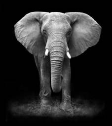 Plakat słoń