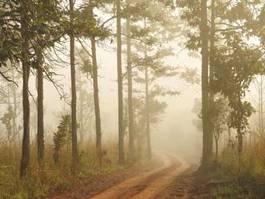 Naklejka droga w mglistym lesie