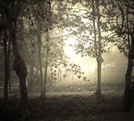 Naklejka mglisty poranek w lesie