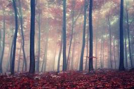 Naklejka mistyczny las