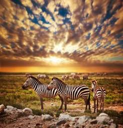 Plakat zebry na tle zachodzącego słońca