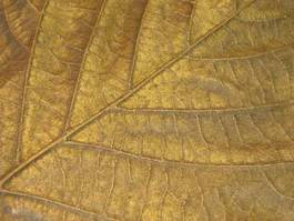 Fotoroleta jesienny liść