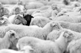 Fototapeta czarna owca wśród stada