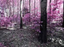 Plakat las w odcieniach purpury