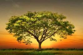 Plakat zielone drzewo w centrum zachodu słońca